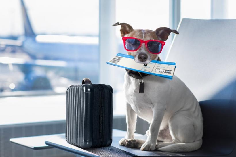 Snowbirds Need to Know the Rules for Flying With Pets During COVID