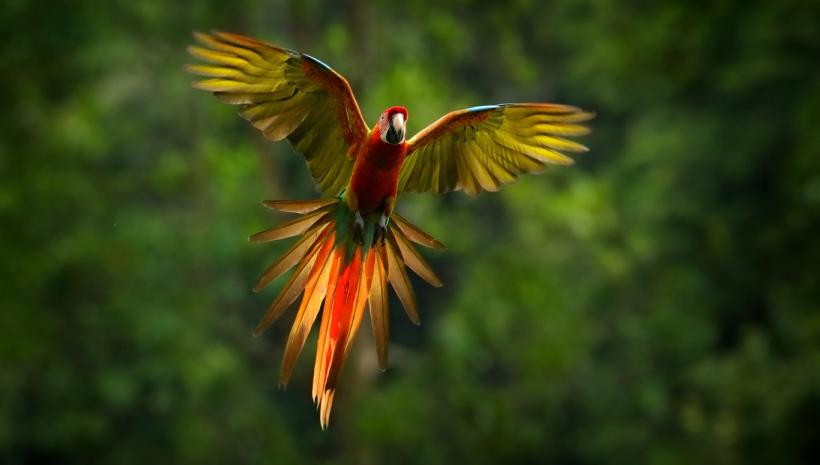 Costa Rica for Canadian Snowbirds - Wildlife