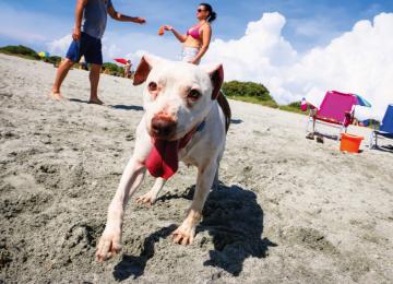 Broward Paw Park Beach