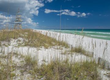 Pensacola Beach Dunes