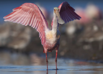 Birding in Corpus Christi