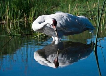 Whooping Crane Festival