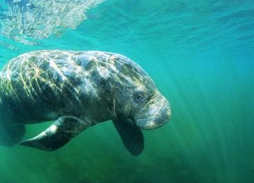 Manatee