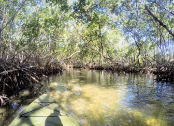 Mangrove Tunnels Ted Sperling Park