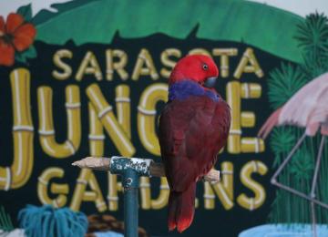 Sarasota Jungle Gardens