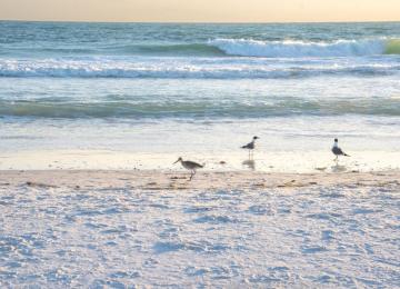 Siesta Key