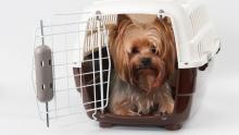 Travelling with pets from Canada to the U.S. and other countries