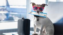 Snowbirds Need to Know the Rules for Flying With Pets During COVID