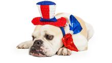 New Dog Import Rules for the U.S.