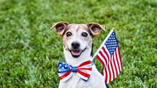 U.S. Dog Import Rules for Canadian Snowbirds